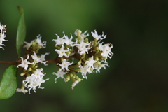 Quirivelia frutescens